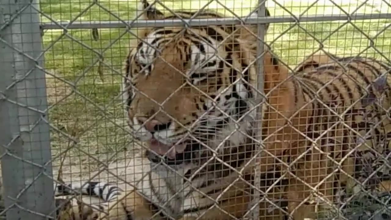 Bangal tigers relaxing