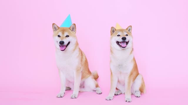 happy dog