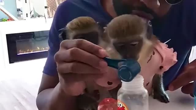 No animals were harmed. Its just baby formula