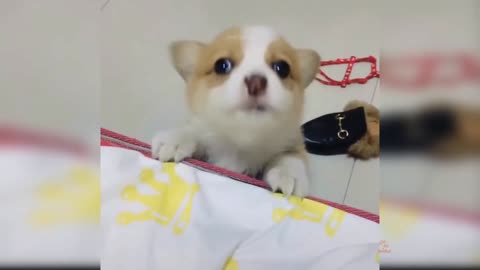 Very Cute and Funny Dog Videos