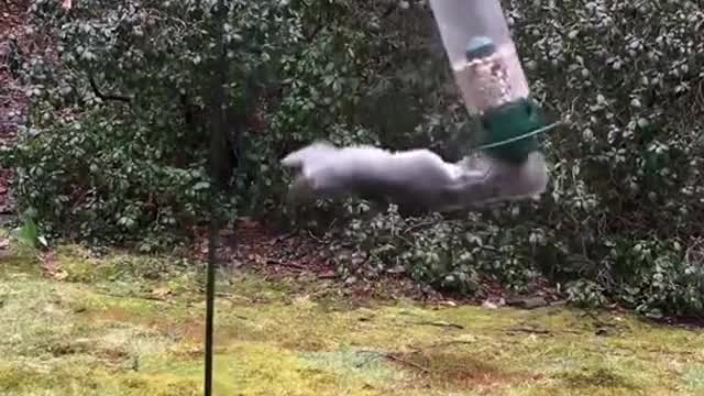 Squirrel on bird feeder goes into the next dimension, this classic video needed this music!