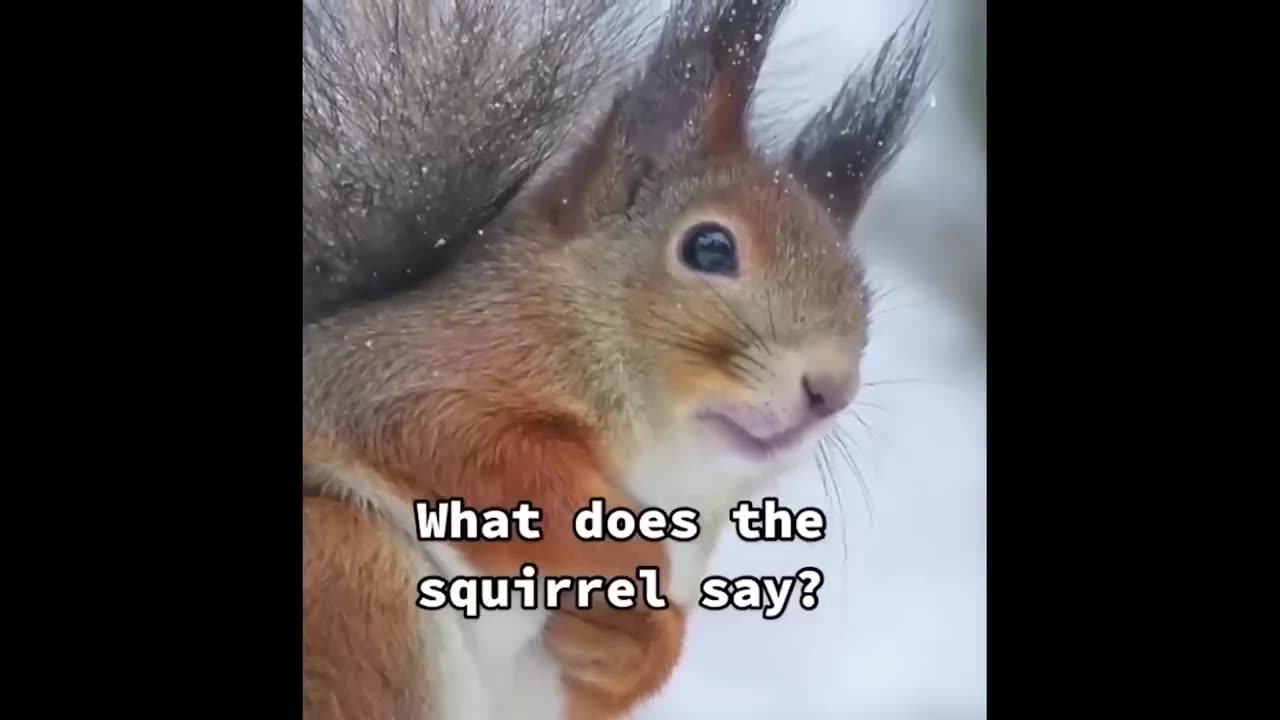 Try Not To Laugh With These Funny Pets 😹😍