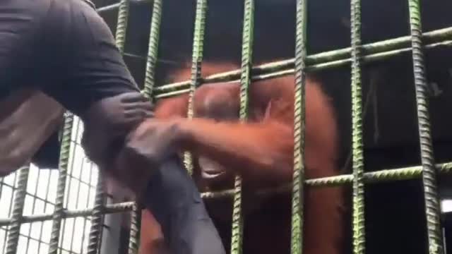 a man gets too close to a frustrated orangutan locked up in