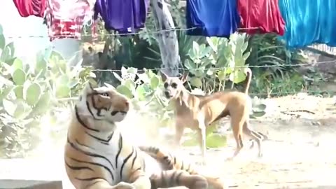 Poor Dog Shocked at lion approaching from Behind Prank