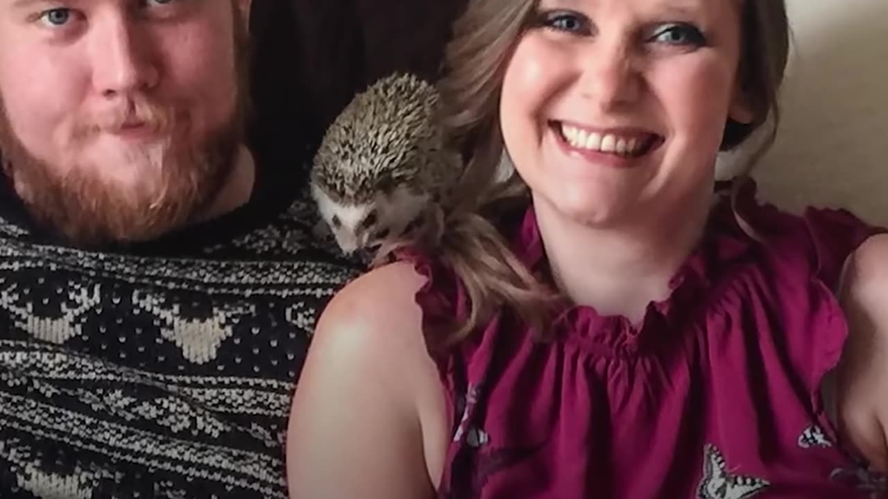 Hedgehog And Mom Are Perfect For One Another - WALDO | The Dodo