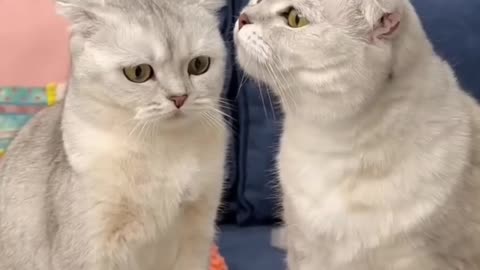 Cat Movie 14