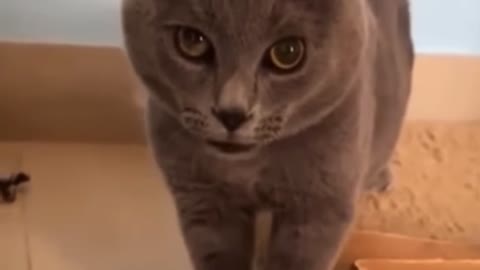 Cute & funny animal video