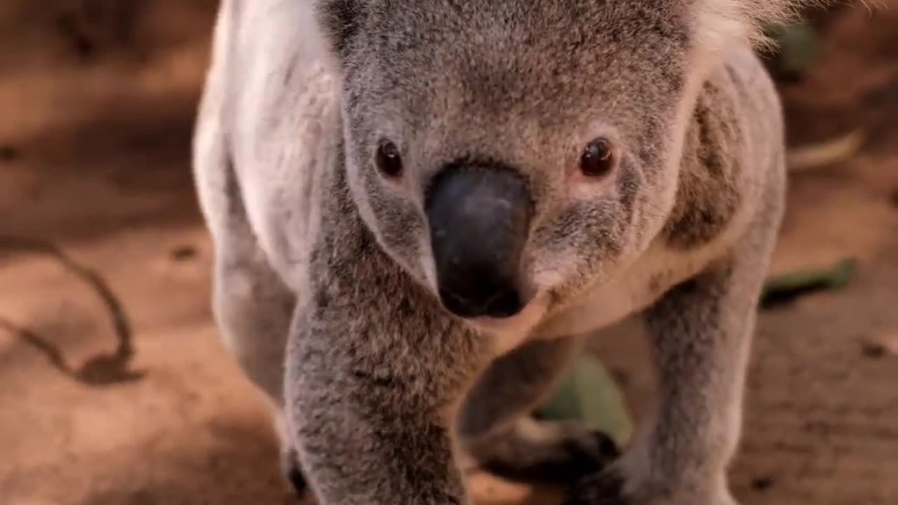 A koala WALKING? 🐨 #koala #koalajoey #australianreptilepark