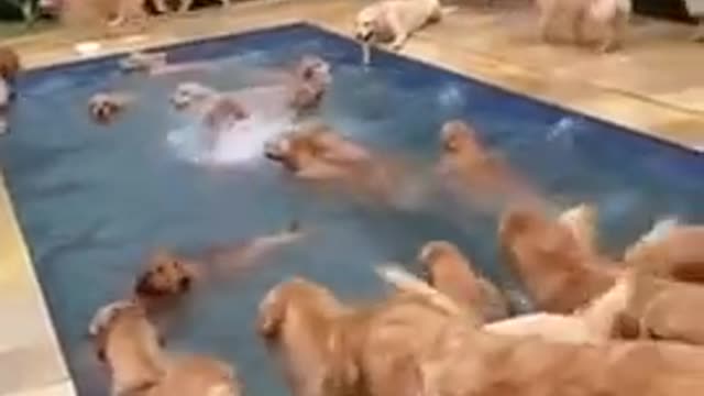 golden retriever splash to pool