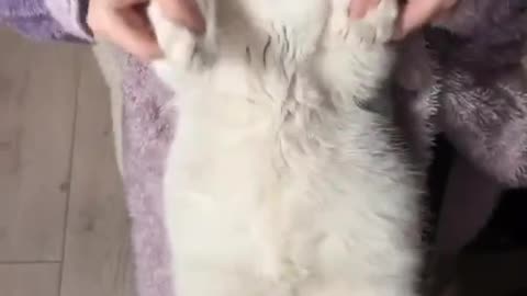 Cat dance