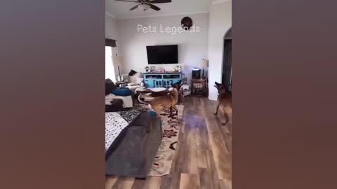 Funniest Animals 2023 🤣😂 New Funny Cats and Dogs Videos 😹🐶 Part 9