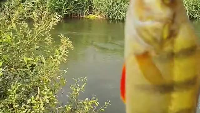 so yesterday was really hard for a bit lets hope today we can catch a couple
