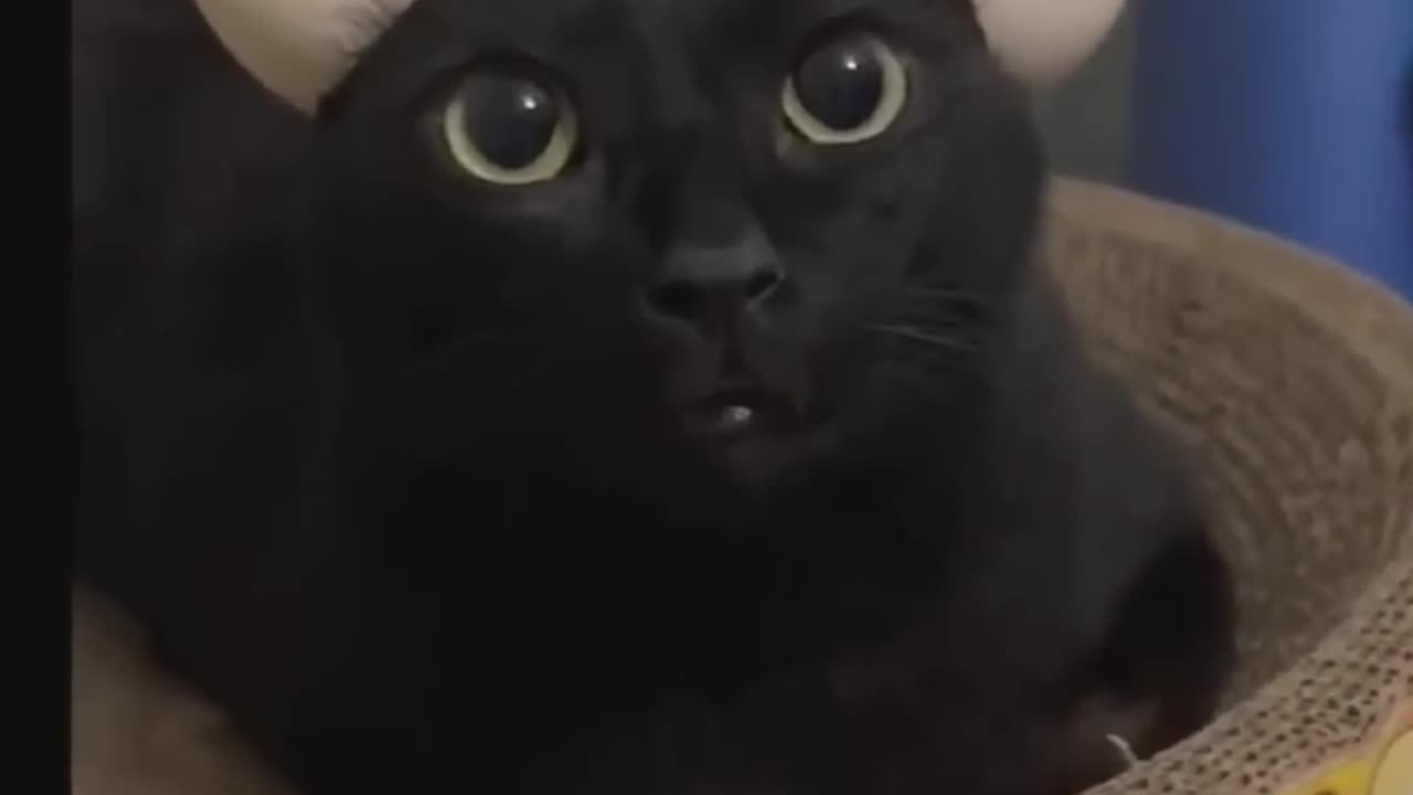 Funny Dogs And Cats Videos 2023 😅👌 - Best Animal Videos Of The Month 😄 #20