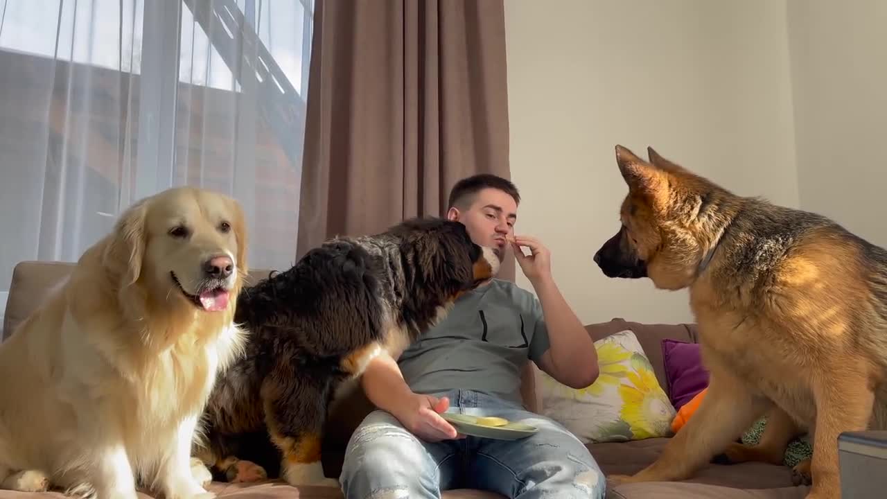 Reaction of My Dogs When I Eat in Front of Them!