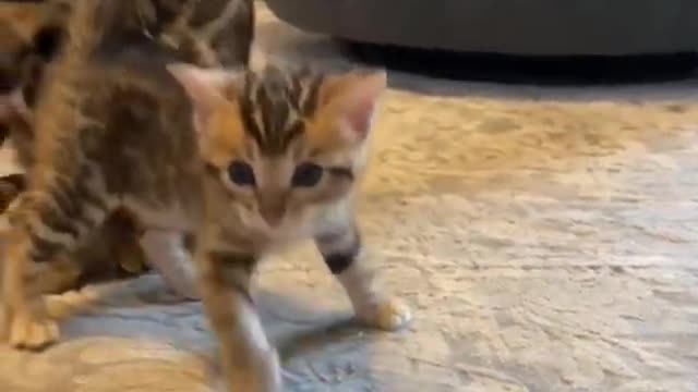 Best Funny Animal Videos 2022 #CutePets #funnyanimal #funnycat