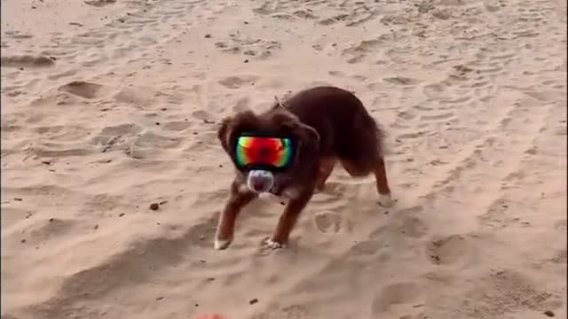 Would have been cooler if she caught it...