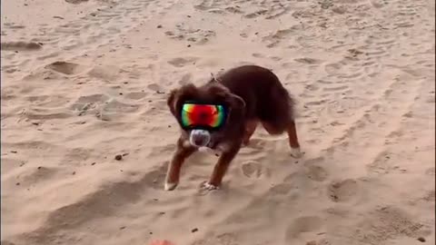 Would have been cooler if she caught it...