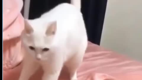 Cute and Funny cat |Dancing cat