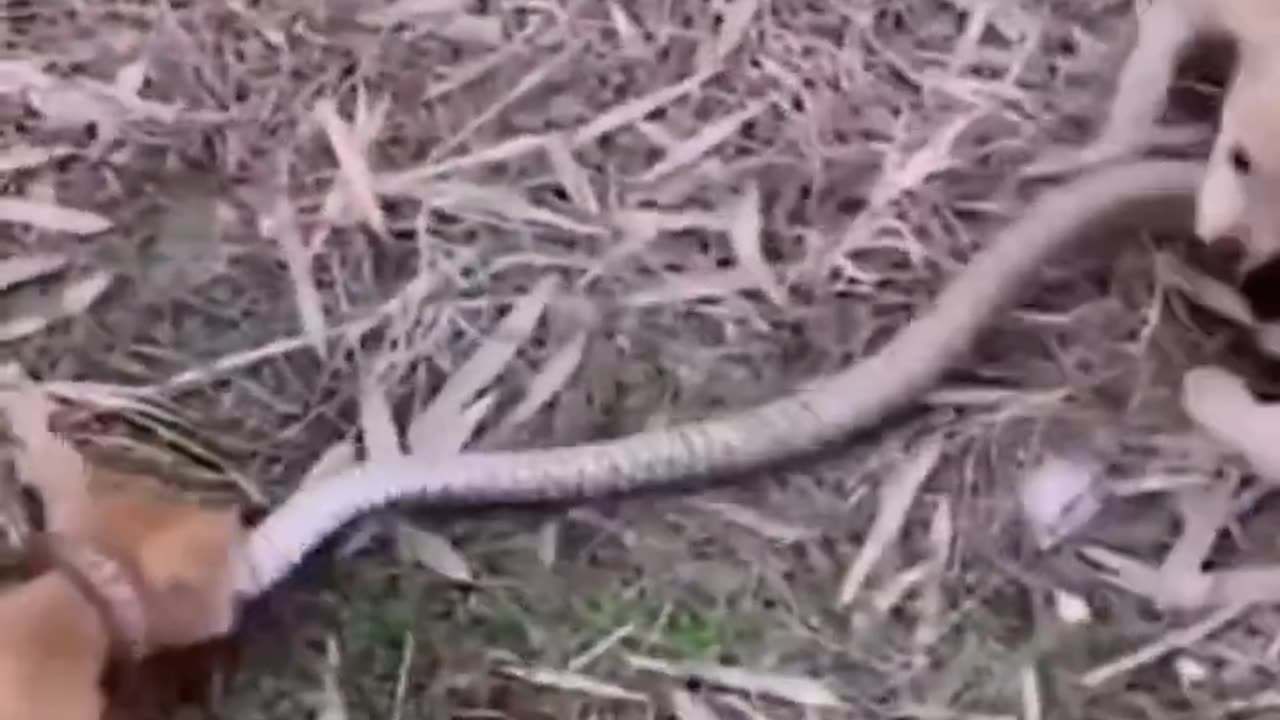 Baby dog fighting and attacked back with baby python snake