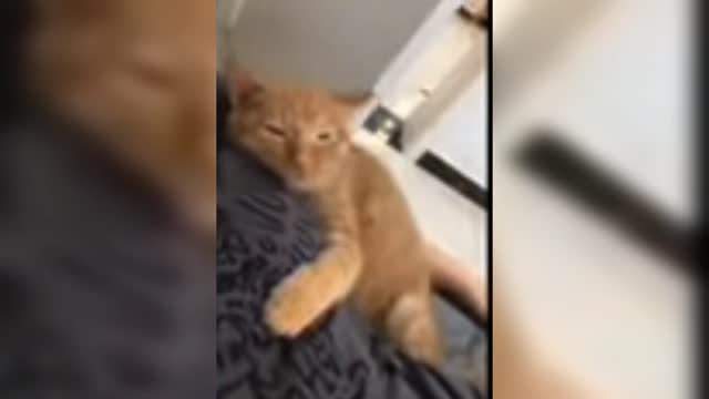 He helped the cat towards malik