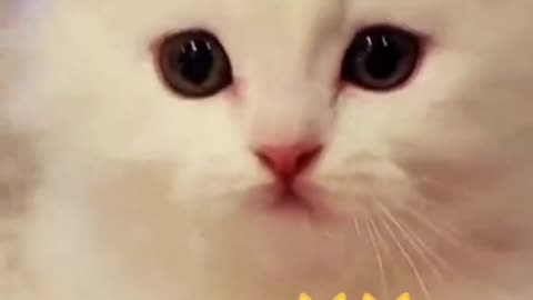 Cute cat fun