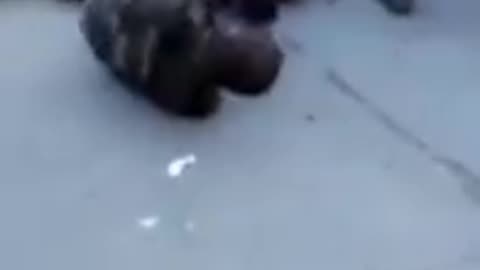 Russia Ukraine Captured POW Soldier's Get sh0t in leg to keep them from escaping
