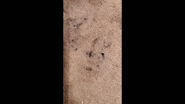 Method of Removing Permanent Marker From Carpet