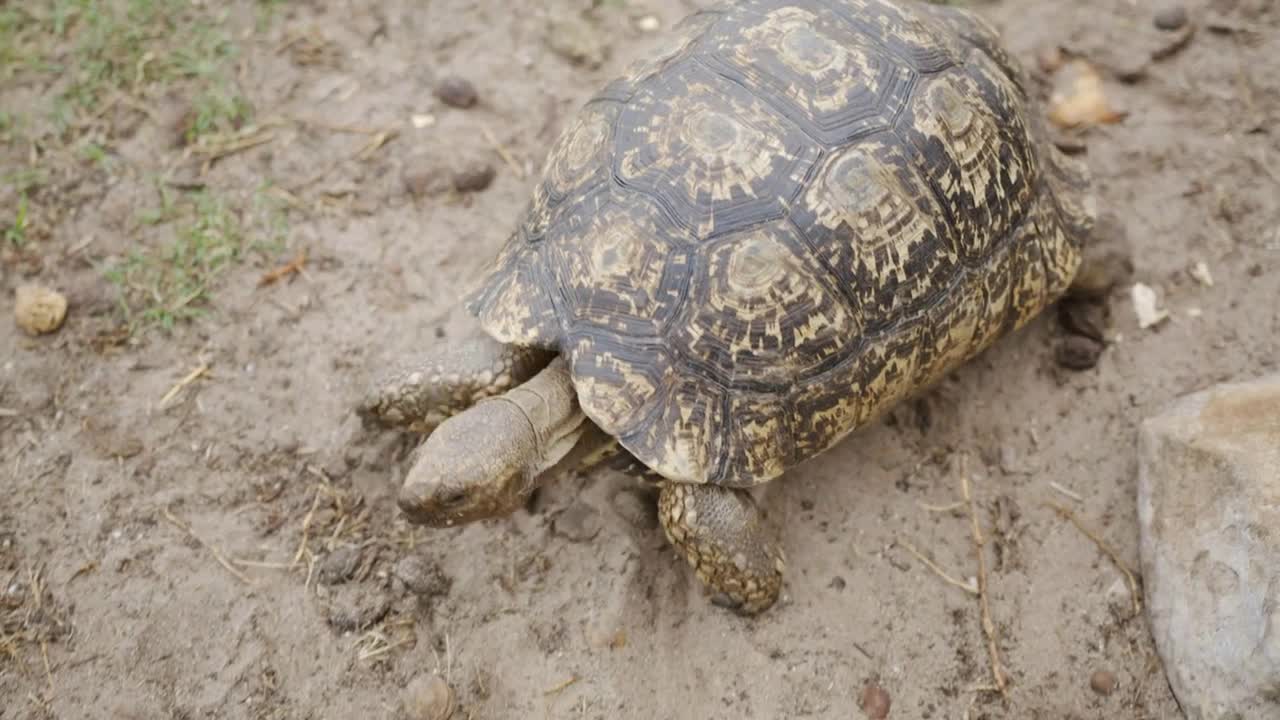 The turtle is crawling in the land. An animal of the land turtles family, a detachment of reptiles