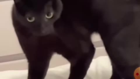 Cat funny