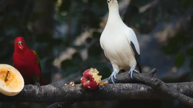 Birds Eating Fruits On a Tree