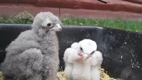 Feeding Baby Falcons