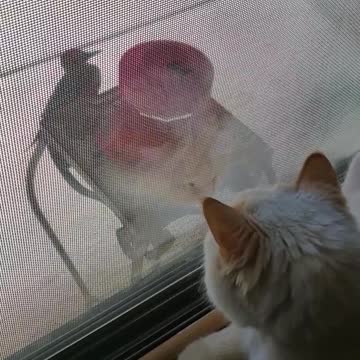 Cat and the Woodpecker
