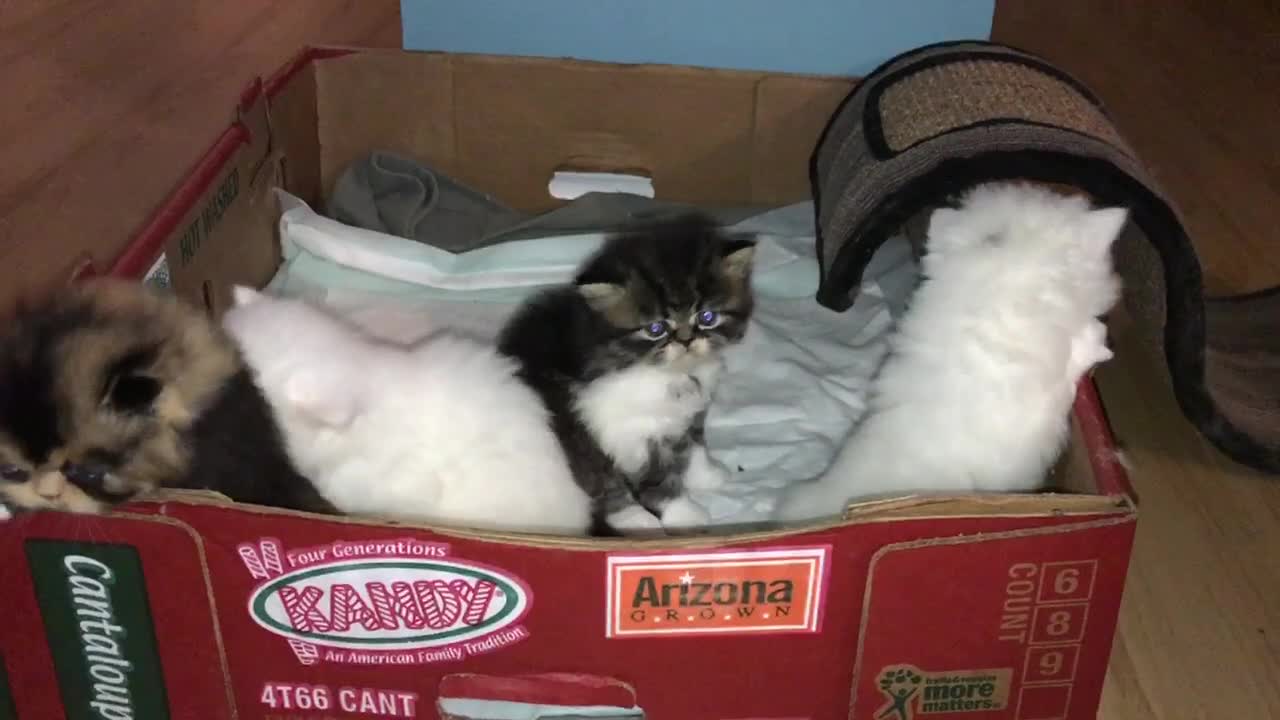 Very Cute Persian kittens