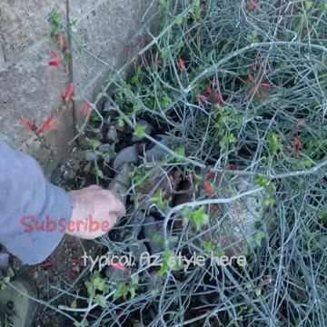 Geocaching around a Phoenix Area subdivision.