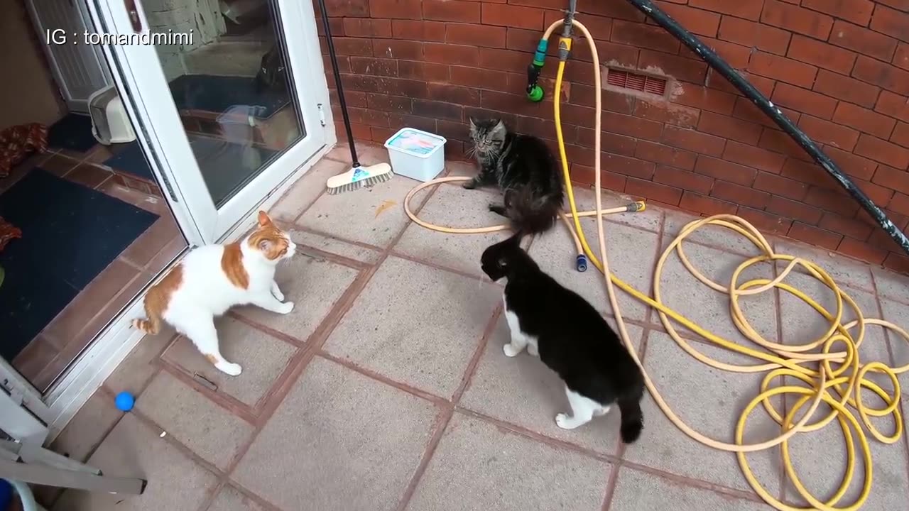 Cat fight funny cats