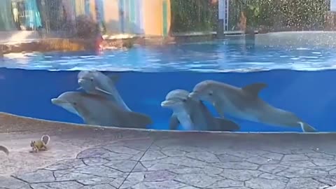 News Break: Dolphins observing some squirrels