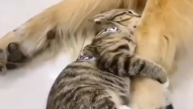 Funniest Dogs and Cats | Awesome Funny Pet Animals