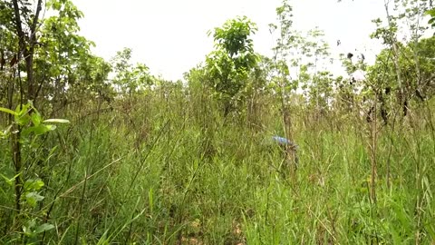 Tear Wood To Find Parrots_ Men Found Wild Birds