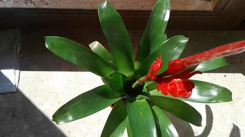 Bromelia