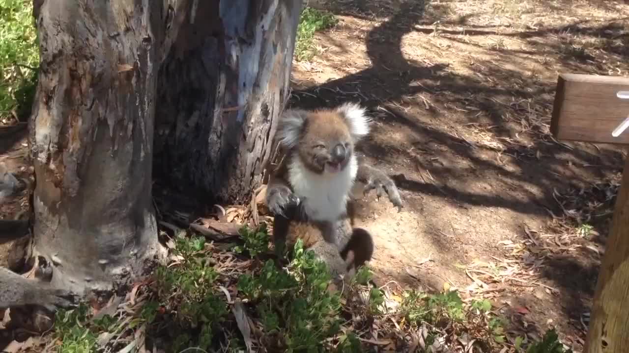 Koala Gets Kicked Out Of Tree and Cries