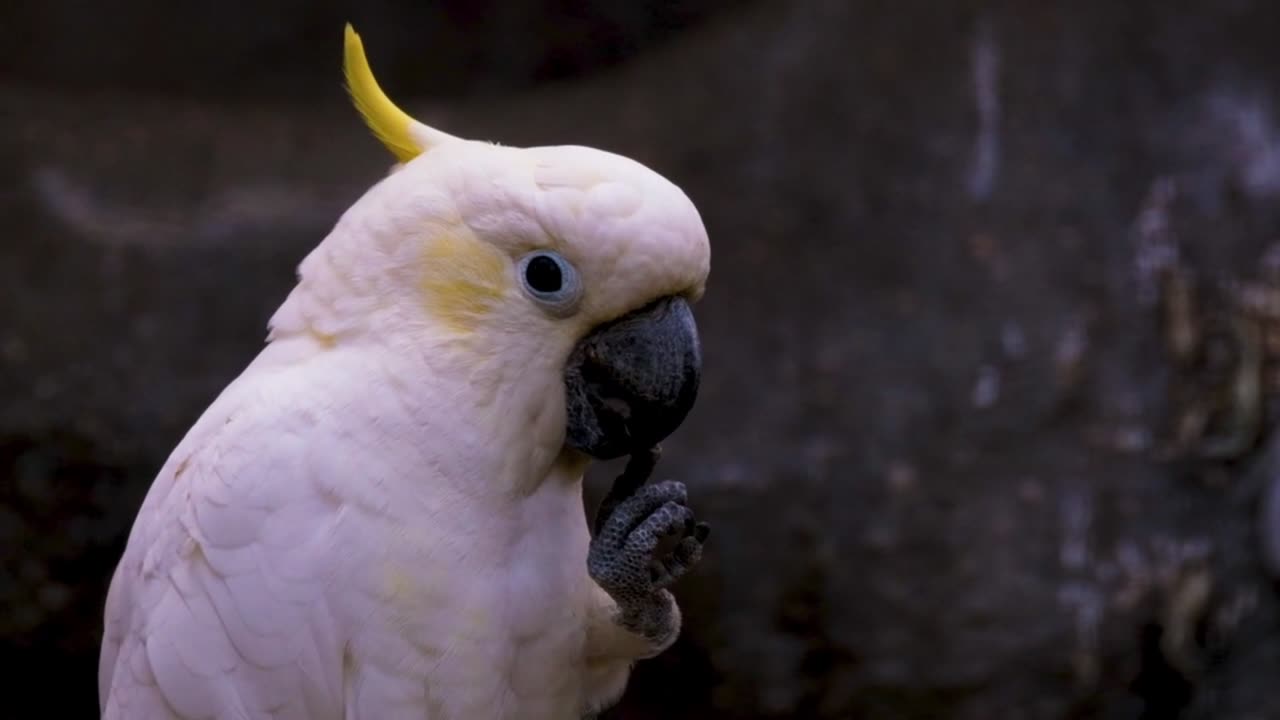 Bird cockatoo parrot