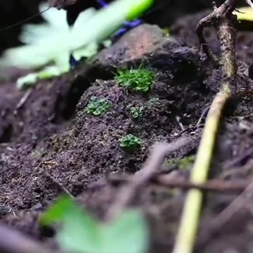 Beautiful Birds of Paradise