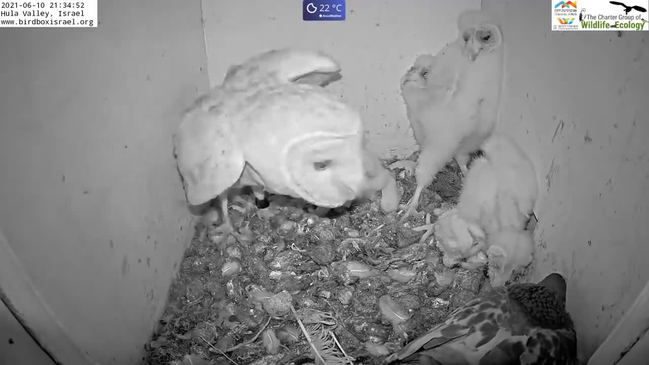 Must watch the dramatic ending.Wild pigeon lays egg in active barn owl next to 7barn owl nestlings.