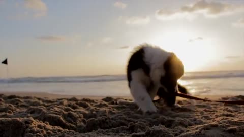 A game of puppy dog playing in the sea