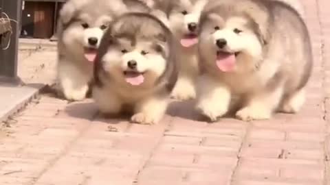 Cute dogs part 1