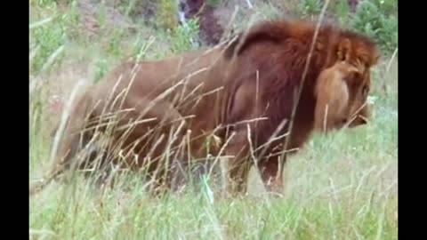 #Lion Attacks Bear