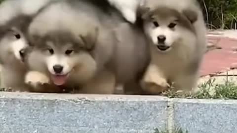 The Fluffy Ones