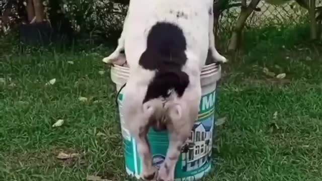 Crazy Funny Dogs Viral Clips🐶|| Best #funny Cute Dogs #shorts Video🤣|| #trending #animals #reels