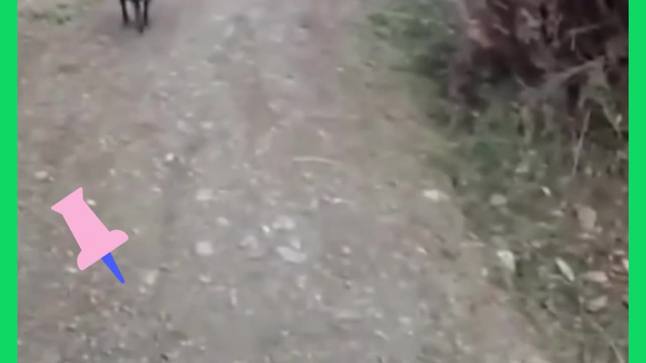 #motorcycle VS #sheep #motorcyclesheep #motorcycleadventure