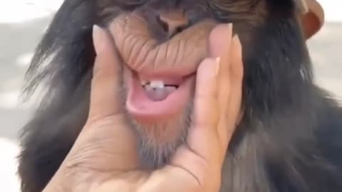 Funny monkey